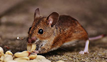 pest-prevention-and-exclusion-services Experts in Leawood